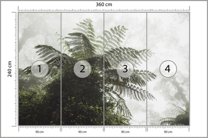 Fototapeta Las We Mgle Paproć Drzewiasta 360 × 240 cm – podgląd kadru
