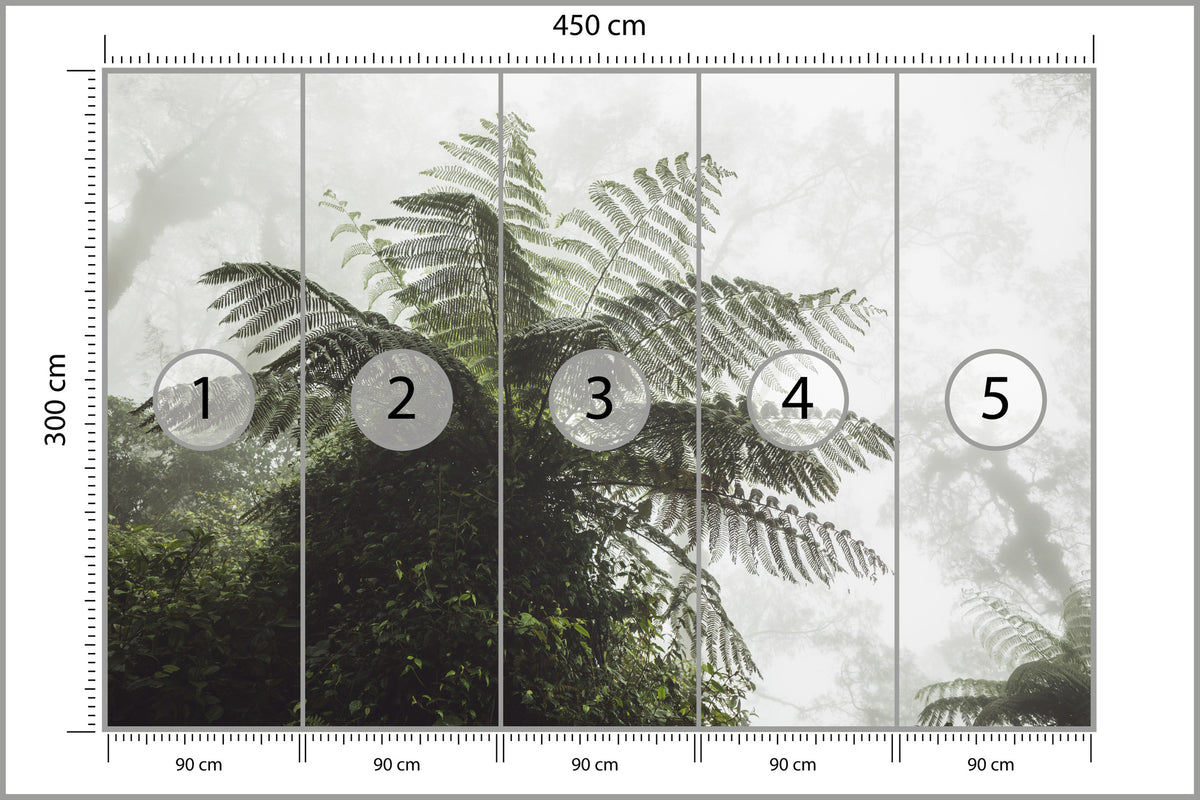 Fototapeta Las We Mgle Paproć Drzewiasta 450 × 300 cm – podgląd kadru