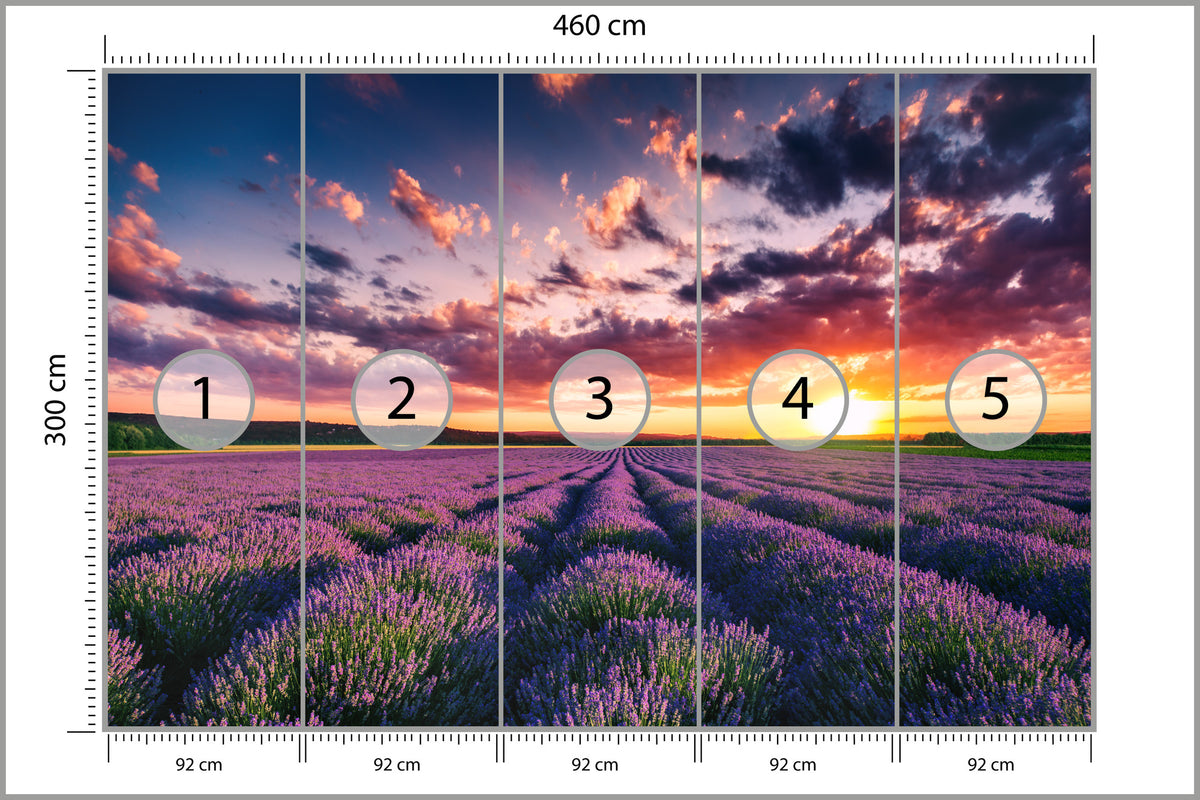 Fototapeta Pole Lawenda O Zachodzie Słońca 460 × 300 cm – podgląd kadru