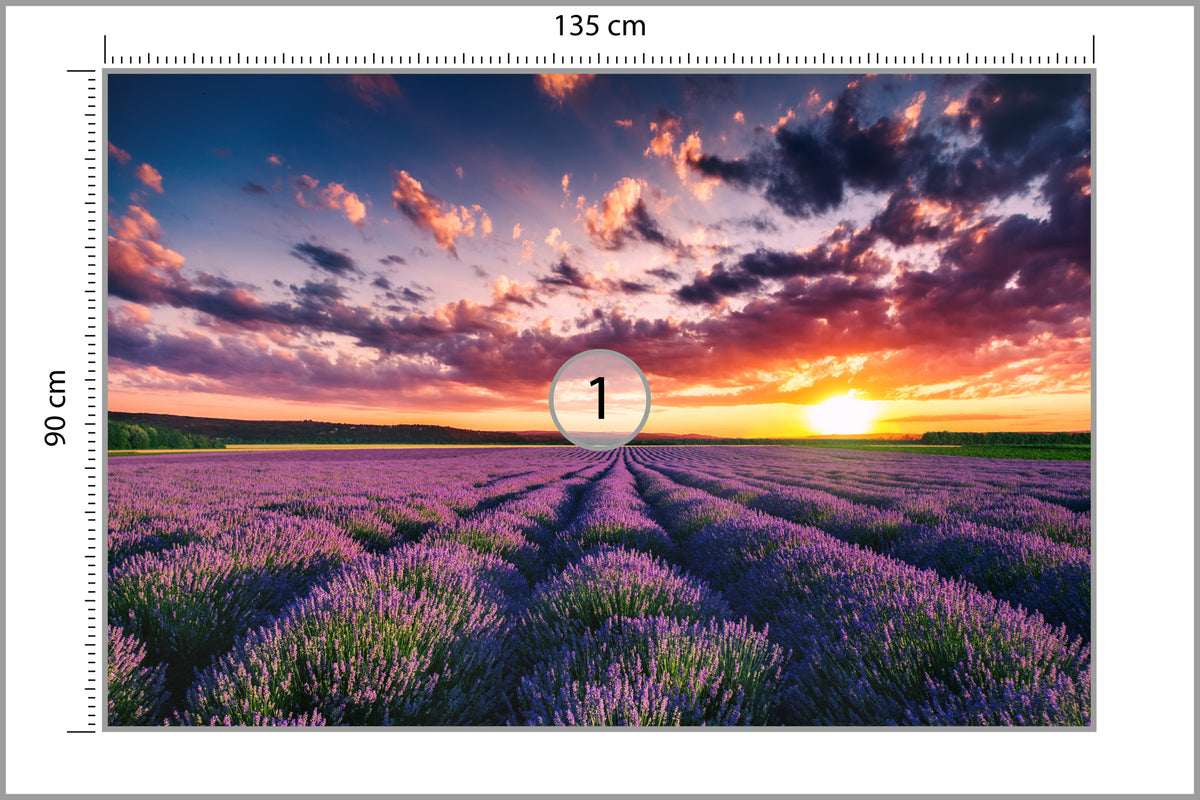 Fototapeta Pole Lawenda O Zachodzie Słońca 135 × 90 cm – podgląd kadru