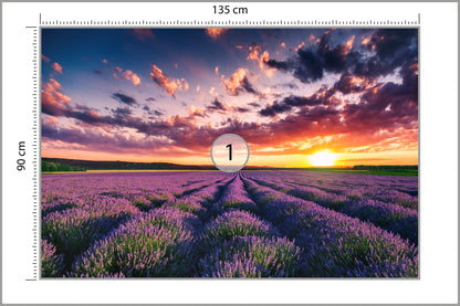 Fototapeta Pole Lawenda O Zachodzie Słońca 135 × 90 cm – podgląd kadru