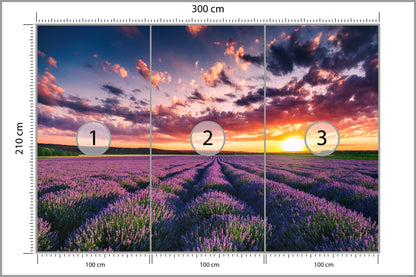 Fototapeta Pole Lawenda O Zachodzie Słońca 300 × 210 cm – podgląd kadru