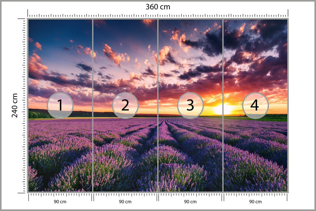 Fototapeta Pole Lawenda O Zachodzie Słońca 360 × 240 cm – podgląd kadru