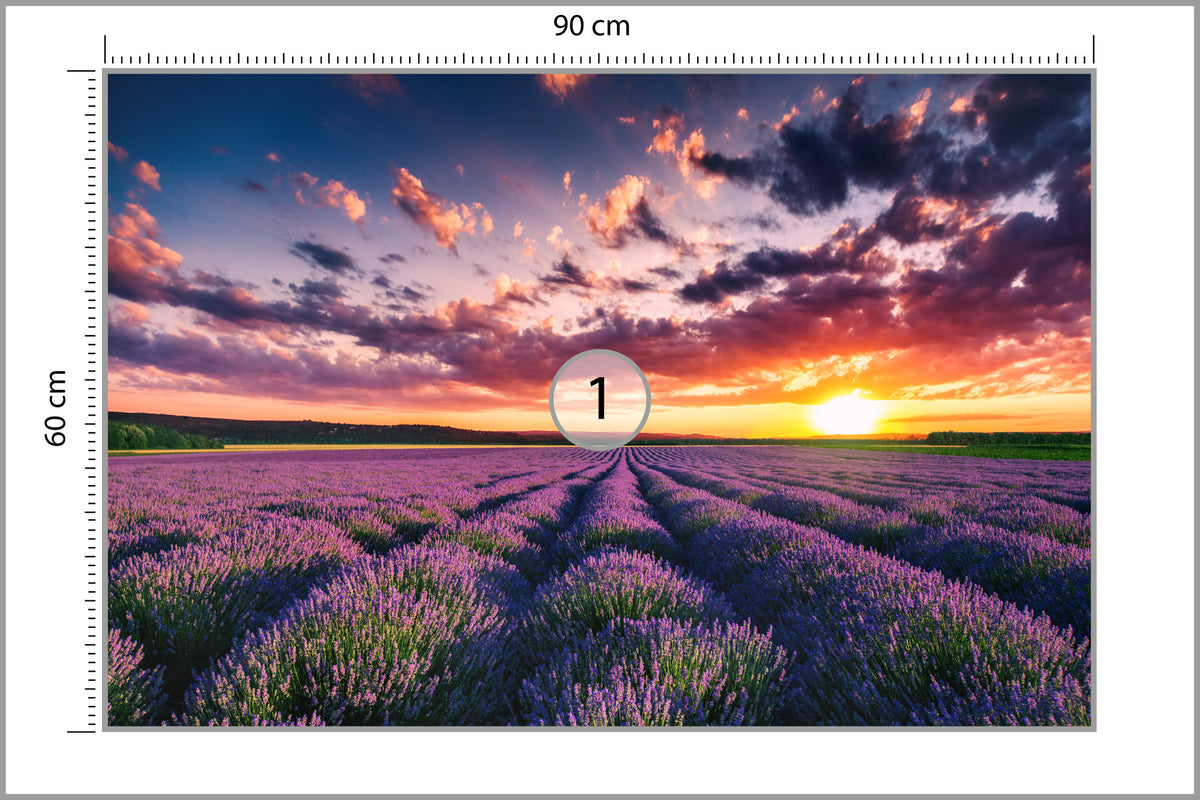 Fototapeta Pole Lawenda O Zachodzie Słońca 90 × 60 cm – podgląd kadru