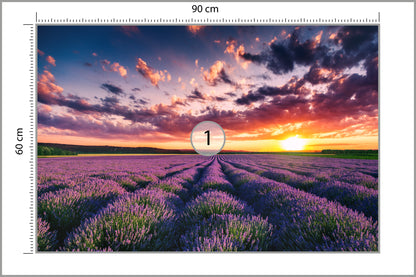 Fototapeta Pole Lawenda O Zachodzie Słońca 90 × 60 cm – podgląd kadru