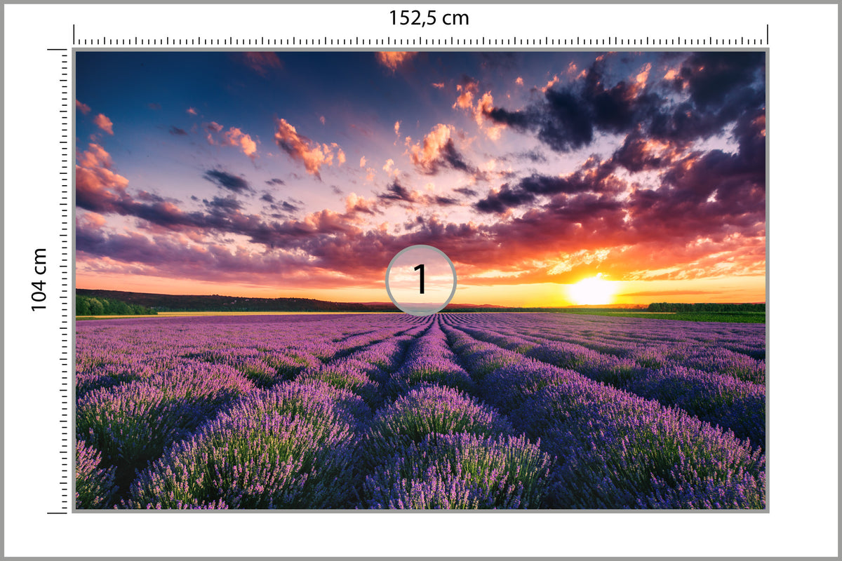 Fototapeta Pole Lawenda O Zachodzie Słońca 152,5 × 104 cm – podgląd kadru