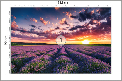 Fototapeta Pole Lawenda O Zachodzie Słońca 152,5 × 104 cm – podgląd kadru