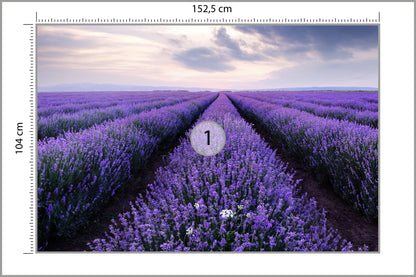 Fototapeta Lawendowe Pole 152,5 × 104 cm – podgląd kadru