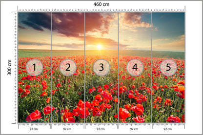 Fototapeta Pole Maków O Zachodzie Słońca 460 × 300 cm – podgląd kadru