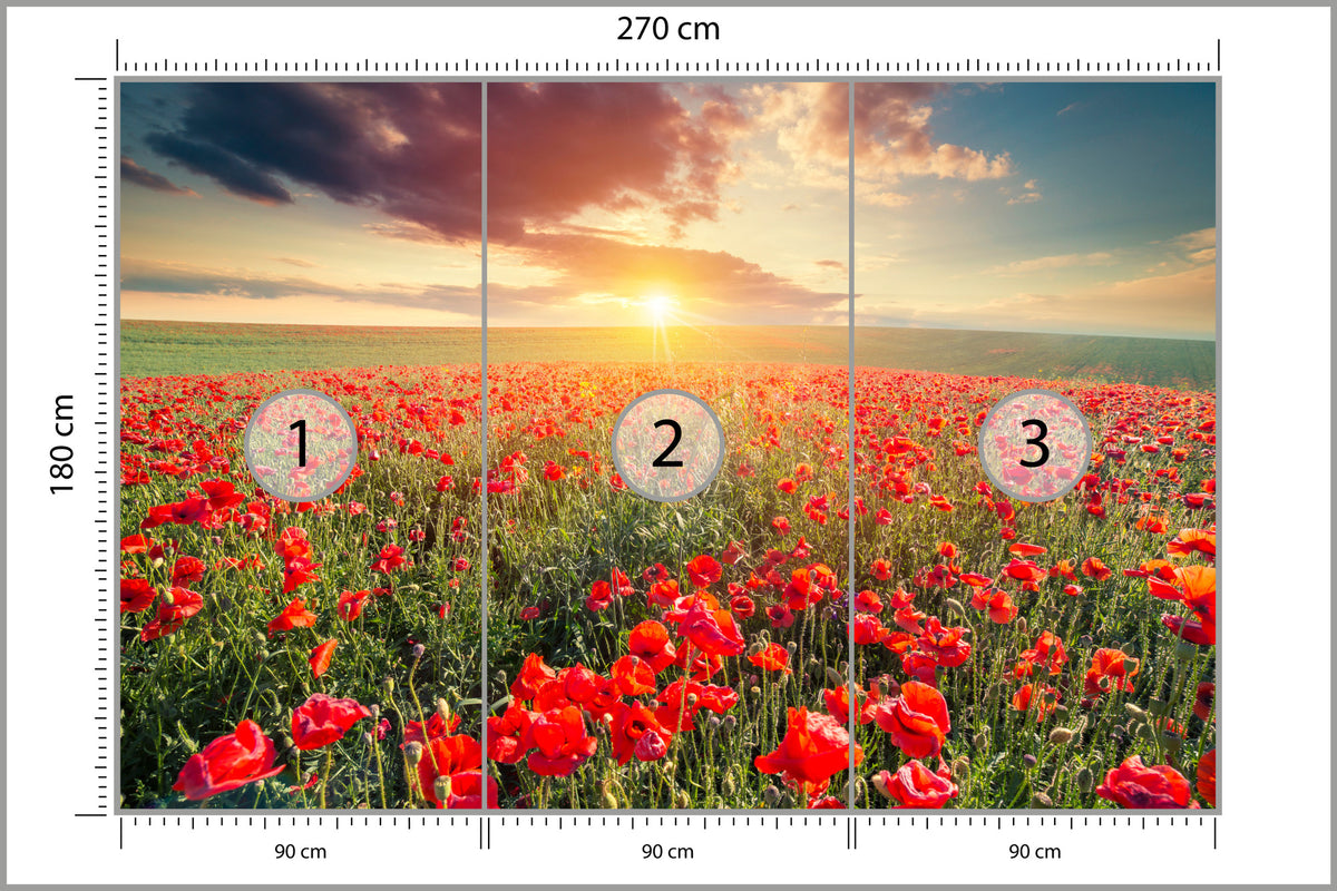 Fototapeta Pole Maków O Zachodzie Słońca 270 × 180 cm – podgląd kadru