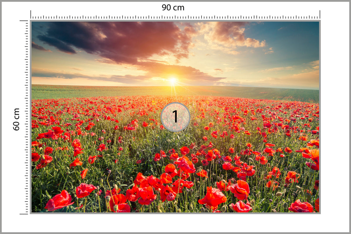 Fototapeta Pole Maków O Zachodzie Słońca 90 × 60 cm – podgląd kadru
