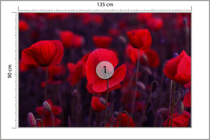 Fototapeta Dzikie Czerwone Maki 135 × 90 cm – podgląd kadru