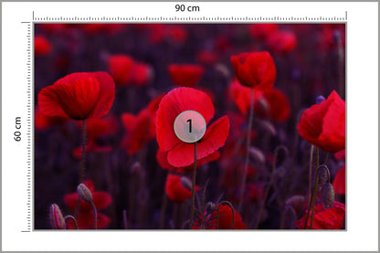 Fototapeta Dzikie Czerwone Maki 90 × 60 cm – podgląd kadru