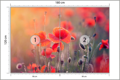 Fototapeta Pole Maków Z Bliska 180 × 120 cm – podgląd kadru