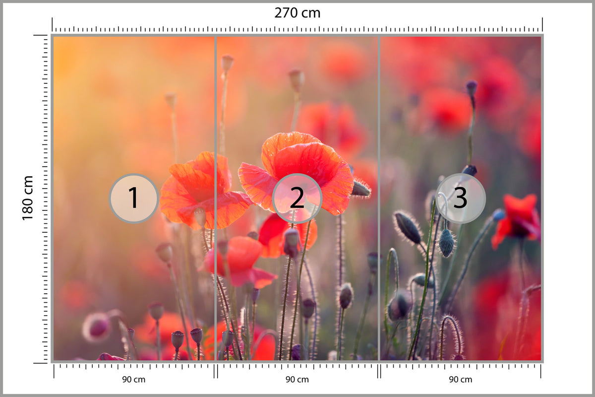 Fototapeta Pole Maków Z Bliska 270 × 180 cm – podgląd kadru