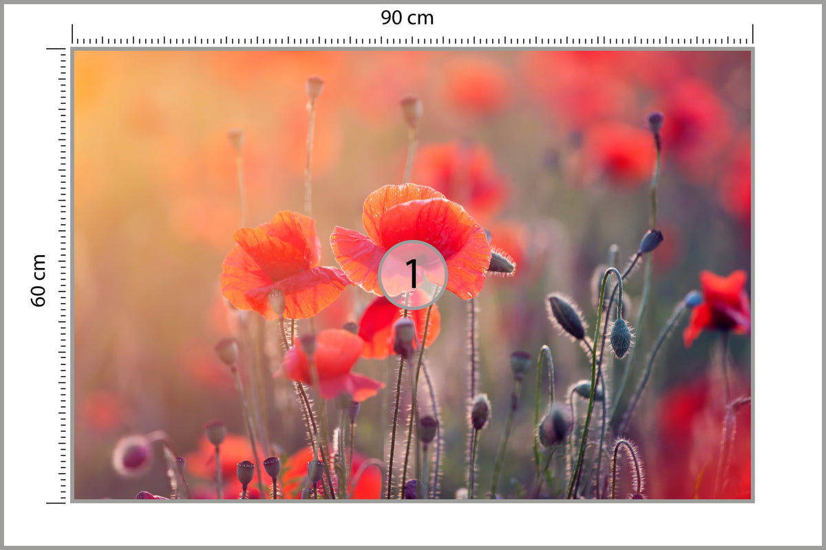 Fototapeta Pole Maków Z Bliska 90 × 60 cm – podgląd kadru