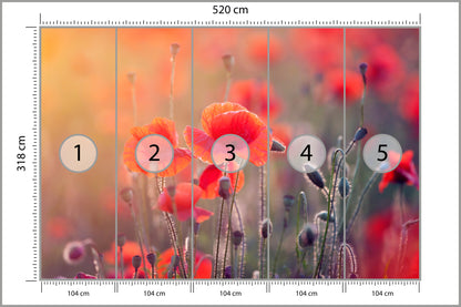 Fototapeta Pole Maków Z Bliska 520 × 318 cm – podgląd kadru