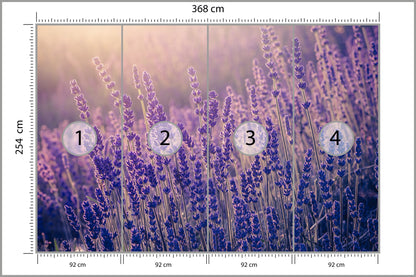 Fototapeta Lawenda Kwiaty W Ciepłym Świetle 368 × 254 cm – podgląd kadru