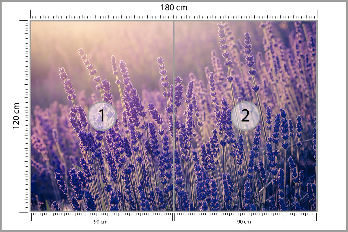 Fototapeta Lawenda Kwiaty W Ciepłym Świetle 180 × 120 cm – podgląd kadru