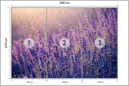Fototapeta Lawenda Kwiaty W Ciepłym Świetle 300 × 210 cm – podgląd kadru