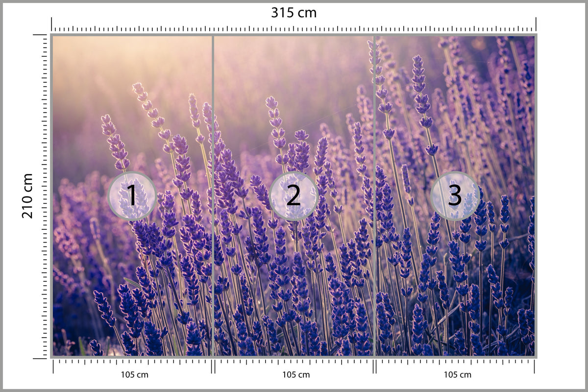 Fototapeta Lawenda Kwiaty W Ciepłym Świetle 315 × 210 cm – podgląd kadru