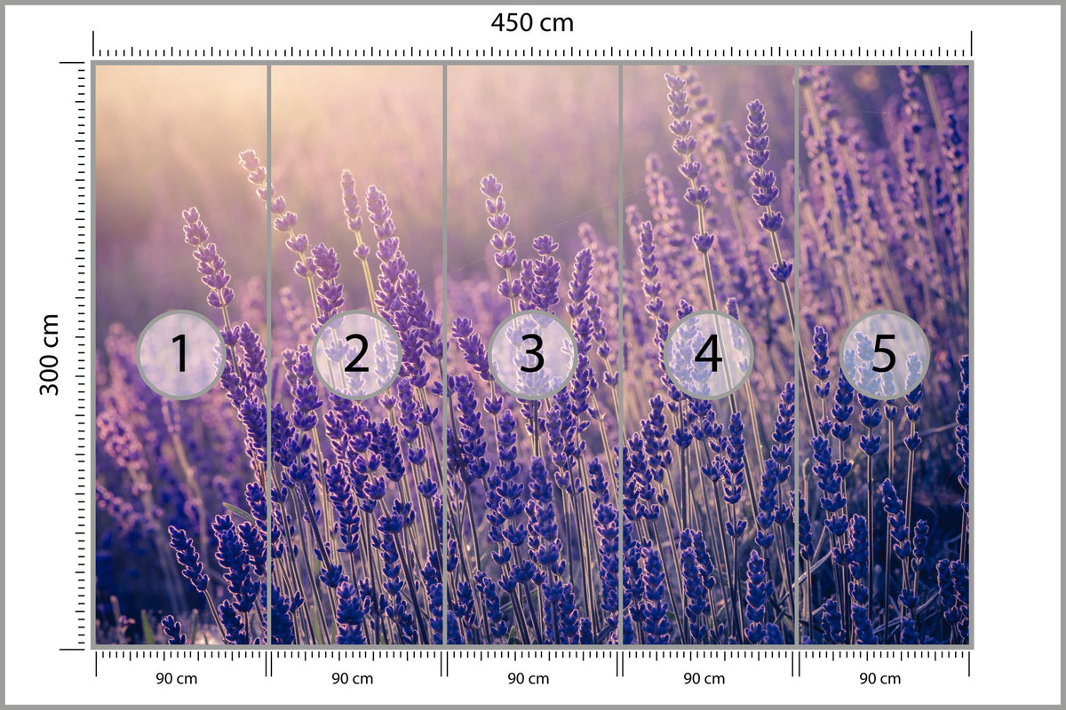 Fototapeta Lawenda Kwiaty W Ciepłym Świetle 450 × 300 cm – podgląd kadru