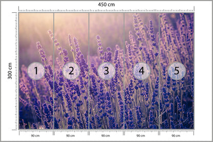 Fototapeta Lawenda Kwiaty W Ciepłym Świetle 450 × 300 cm – podgląd kadru