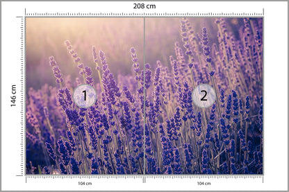 Fototapeta Lawenda Kwiaty W Ciepłym Świetle 208 × 146 cm – podgląd kadru