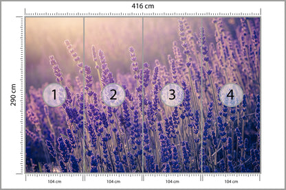 Fototapeta Lawenda Kwiaty W Ciepłym Świetle 416 × 290 cm – podgląd kadru