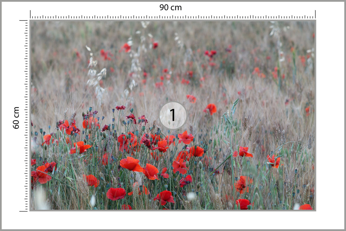 Fototapeta Pole Maków Wśród Traw 90 × 60 cm – podgląd kadru