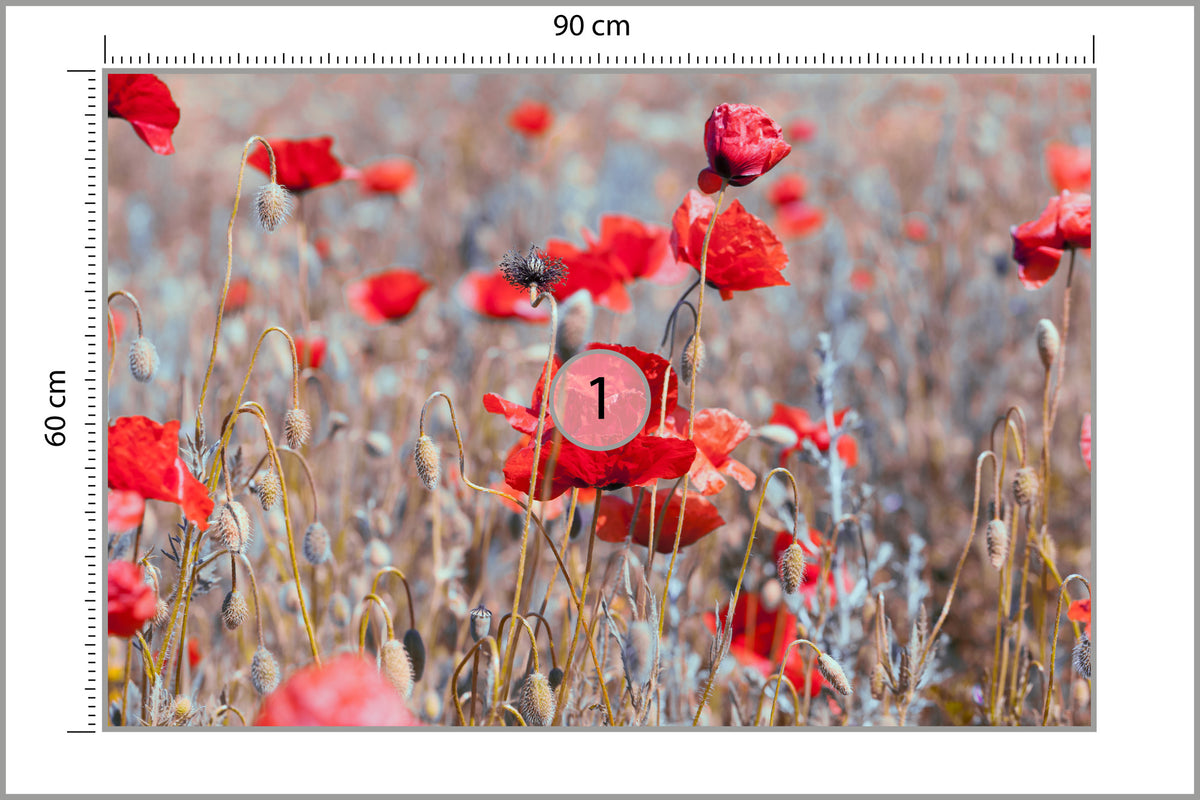 Fototapeta Maki Łąka Vintage 90 × 60 cm – podgląd kadru