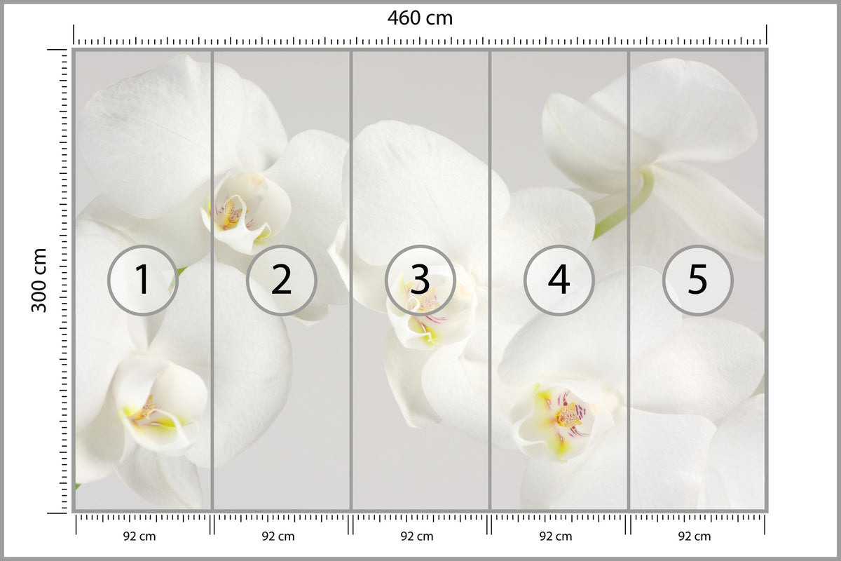 Fototapeta Piękny Biały Storczyk 460 × 300 cm – podgląd kadru