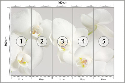 Fototapeta Piękny Biały Storczyk 460 × 300 cm – podgląd kadru