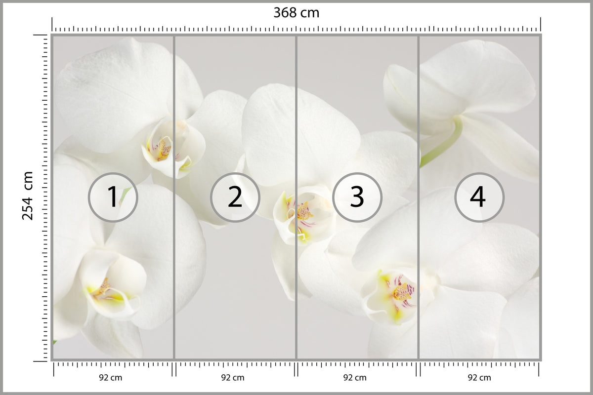 Fototapeta Piękny Biały Storczyk 368 × 254 cm – podgląd kadru