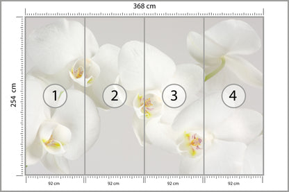 Fototapeta Piękny Biały Storczyk 368 × 254 cm – podgląd kadru
