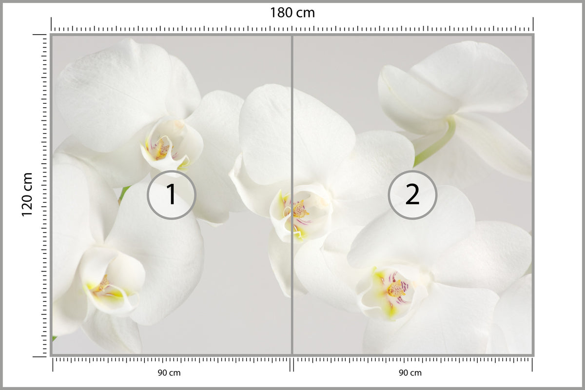 Fototapeta Piękny Biały Storczyk 180 × 120 cm – podgląd kadru