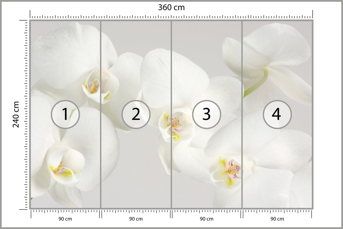 Fototapeta Piękny Biały Storczyk 360 × 240 cm – podgląd kadru