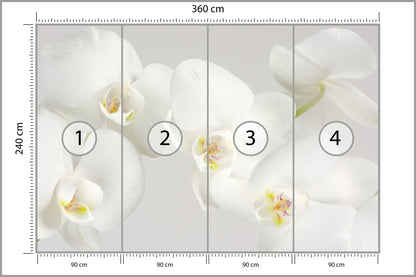 Fototapeta Piękny Biały Storczyk 360 × 240 cm – podgląd kadru