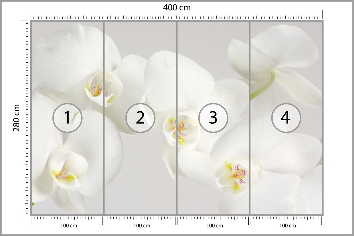 Fototapeta Piękny Biały Storczyk 400 × 280 cm – podgląd kadru