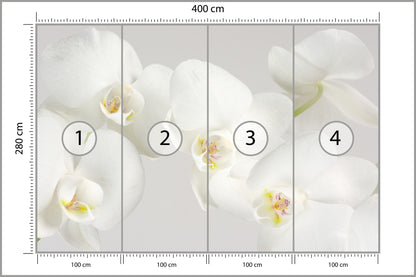 Fototapeta Piękny Biały Storczyk 400 × 280 cm – podgląd kadru
