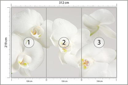 Fototapeta Piękny Biały Storczyk 312 × 219 cm – podgląd kadru