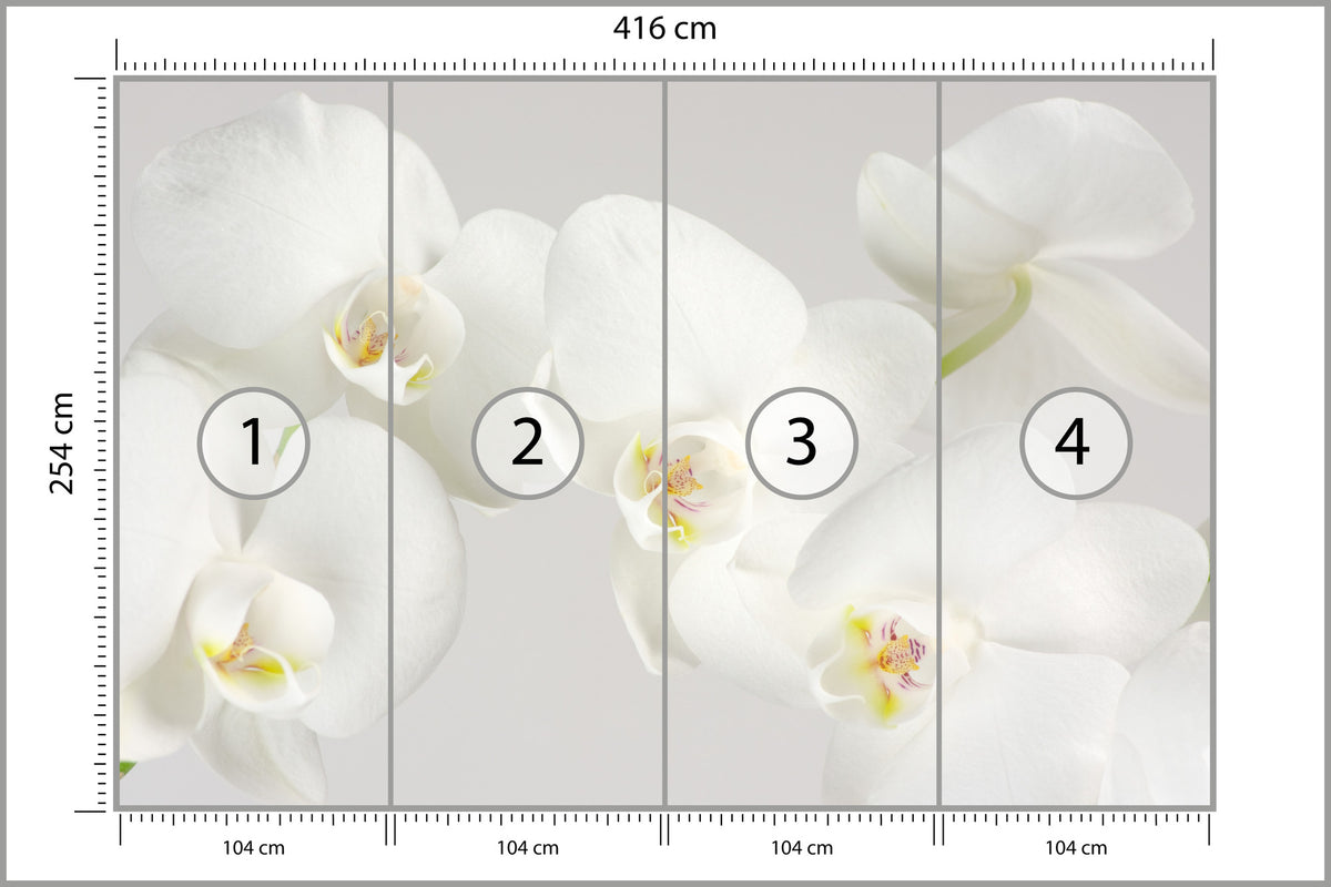 Fototapeta Piękny Biały Storczyk 416 × 254 cm – podgląd kadru