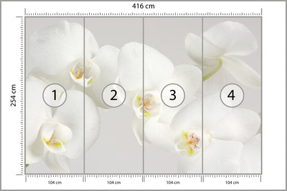 Fototapeta Piękny Biały Storczyk 416 × 254 cm – podgląd kadru