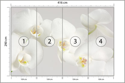 Fototapeta Piękny Biały Storczyk 416 × 290 cm – podgląd kadru