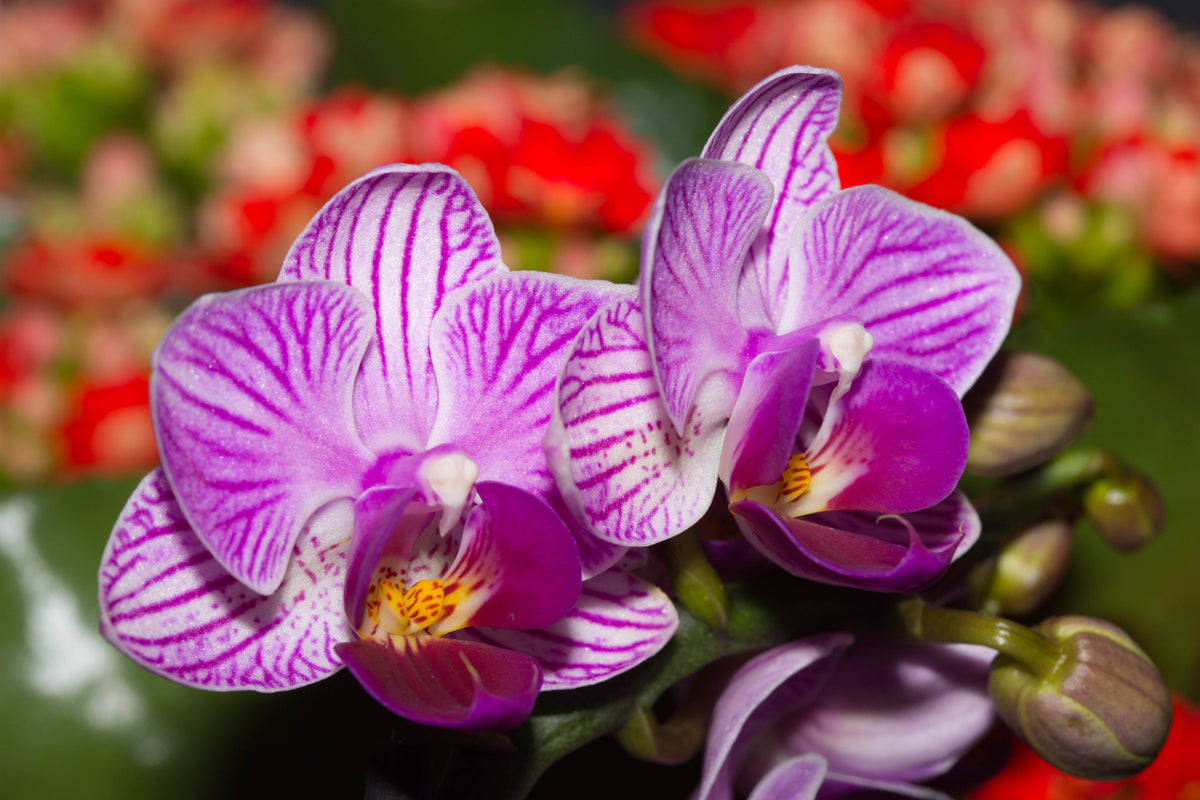 Fototapeta Optyczna Orchidea 3D – wzór