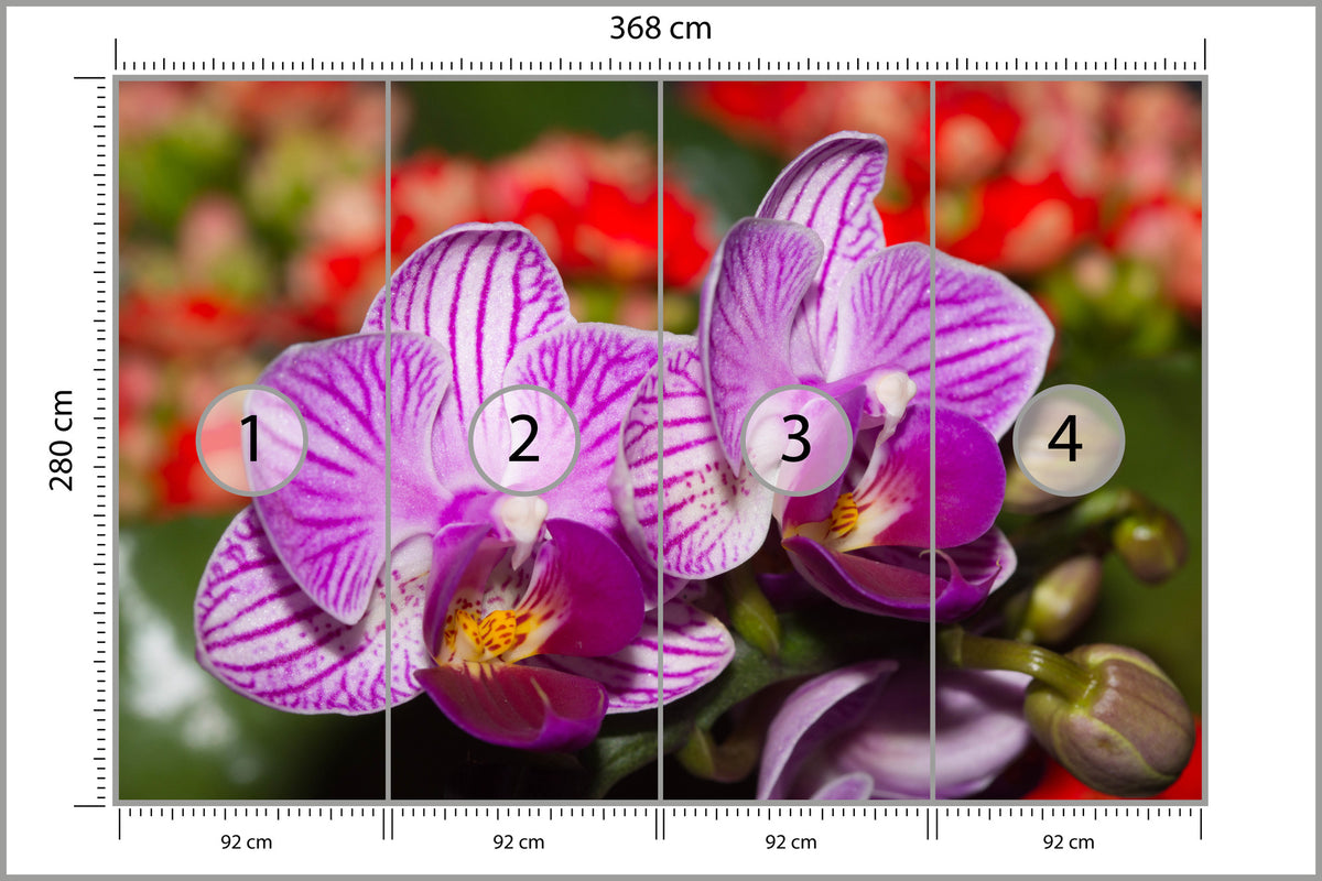 Fototapeta Optyczna Orchidea 3D 368 × 280 cm – podgląd kadru