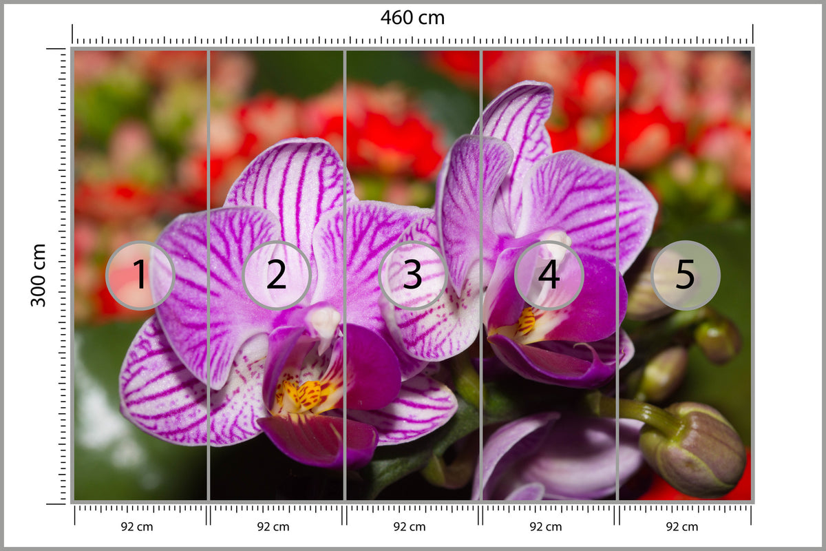 Fototapeta Optyczna Orchidea 3D 460 × 300 cm – podgląd kadru