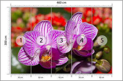 Fototapeta Optyczna Orchidea 3D 460 × 300 cm – podgląd kadru