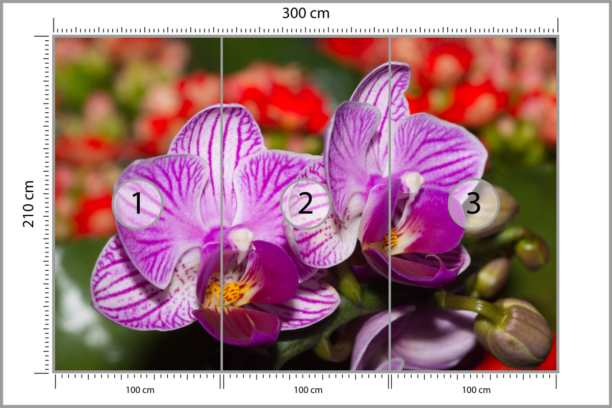 Fototapeta Optyczna Orchidea 3D 300 × 210 cm – podgląd kadru