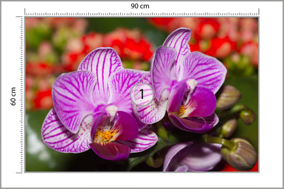 Fototapeta Optyczna Orchidea 3D 90 × 60 cm – podgląd kadru